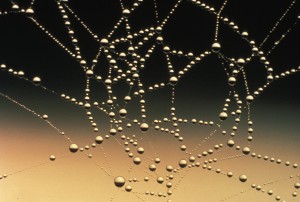 Spider web covered with dew drops