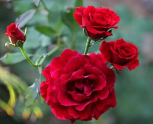 redrosebush
