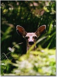 deer2